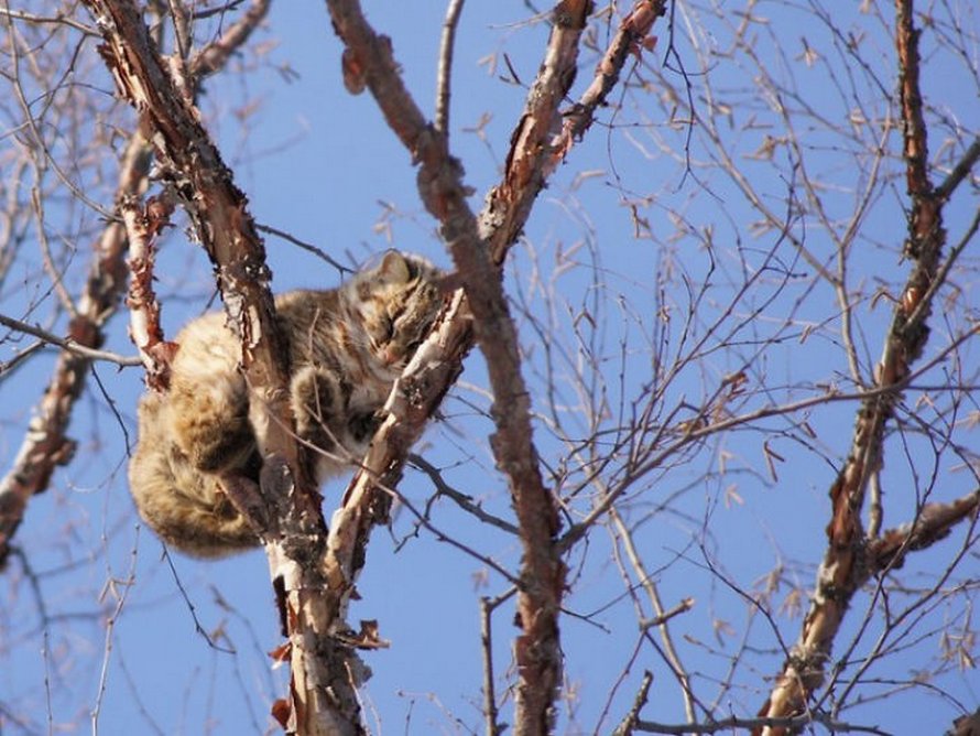 Ces oiseaux ressemblent étrangement à des chats ! By Ipnoze.com Chats-perches-dans-arbres-comme-oiseaux-17