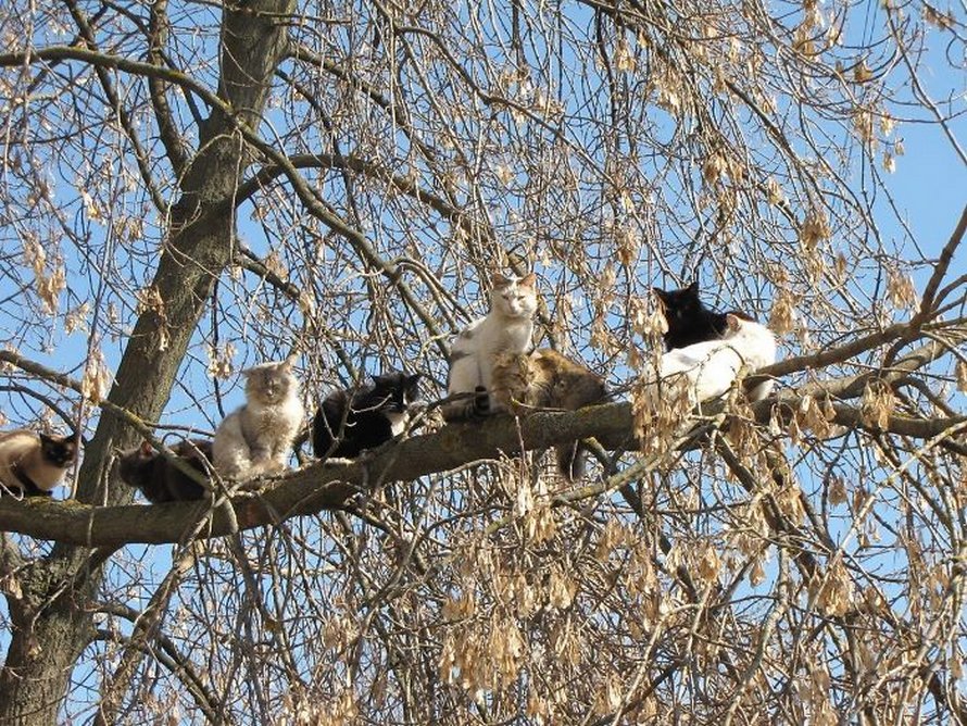 Ces oiseaux ressemblent étrangement à des chats