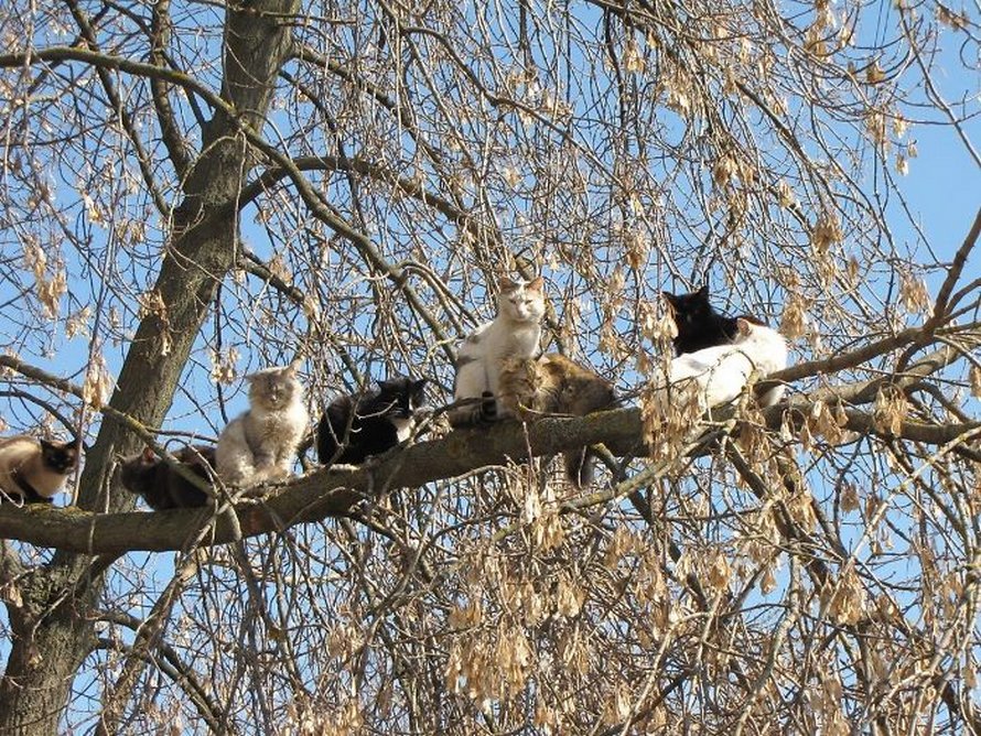 Ces oiseaux ressemblent étrangement à des chats ! By Ipnoze.com Chats-perches-dans-arbres-comme-oiseaux-18