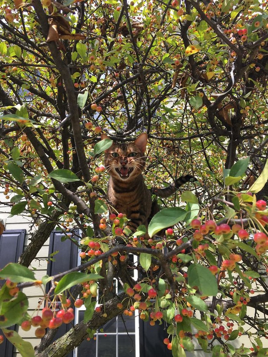 Ces oiseaux ressemblent étrangement à des chats