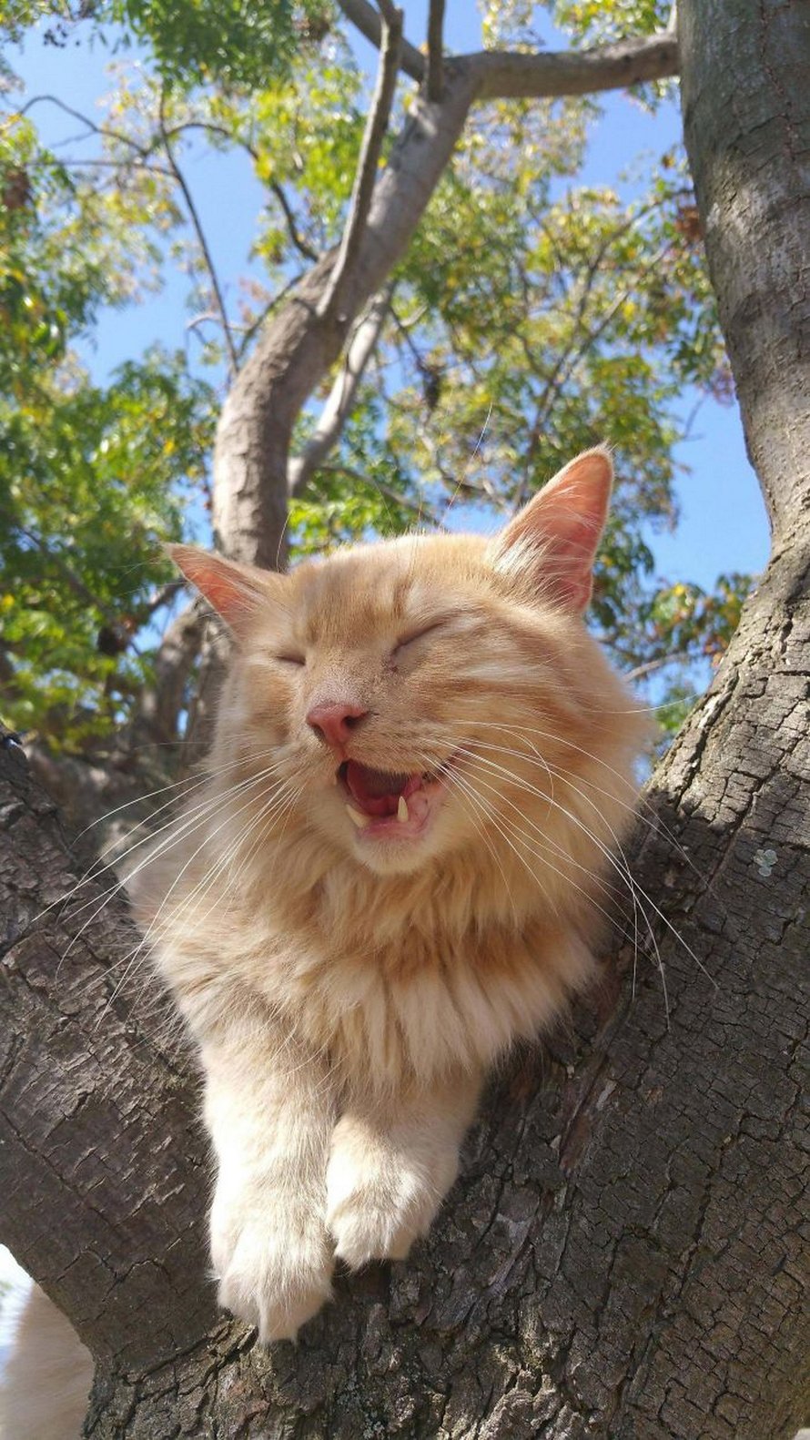 Ces oiseaux ressemblent étrangement à des chats