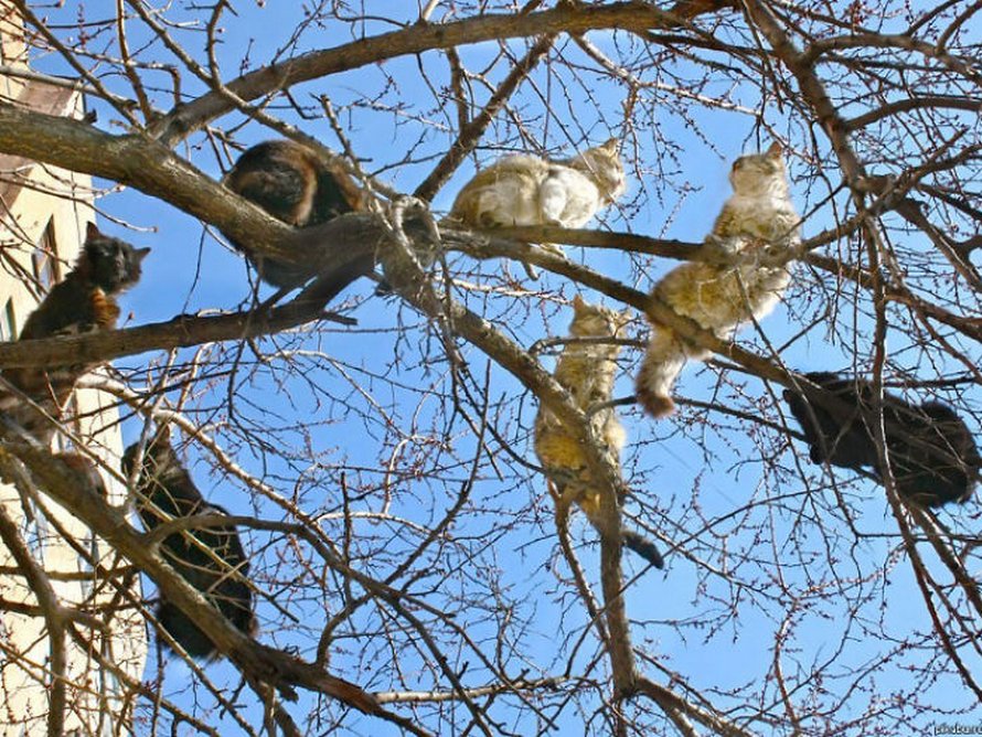 Ces oiseaux ressemblent étrangement à des chats