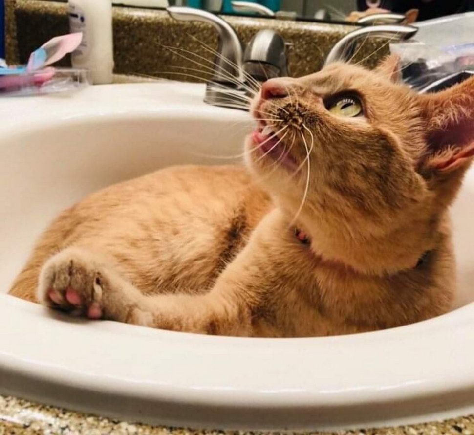 Cette chatte aime tellement les éviers que sa famille en a acheté un juste pour elle