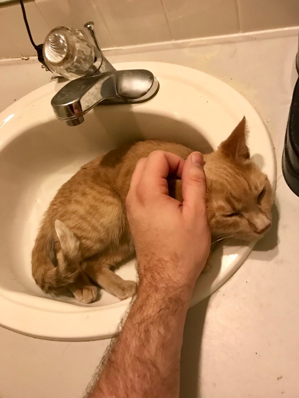 Cette chatte aime tellement les éviers que sa famille en a acheté un juste pour elle