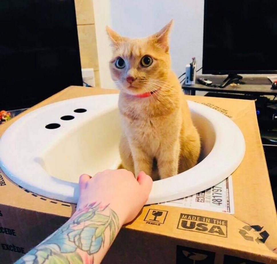 Cette chatte aime tellement les éviers que sa famille en a acheté un juste pour elle