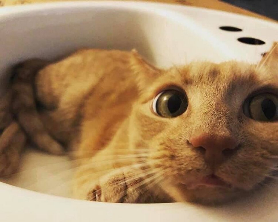 Cette chatte aime tellement les éviers que sa famille en a acheté un juste pour elle
