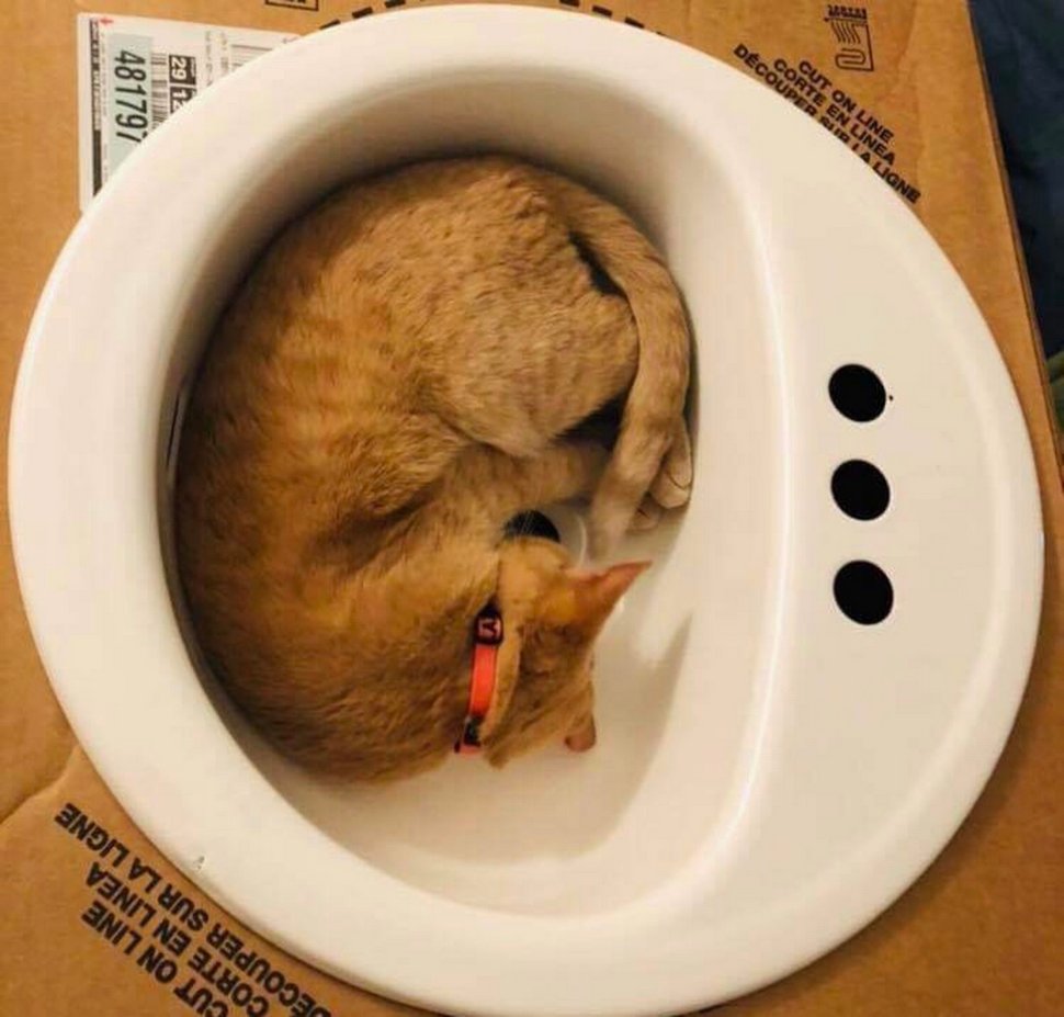 Cette chatte aime tellement les éviers que sa famille en a acheté un juste pour elle