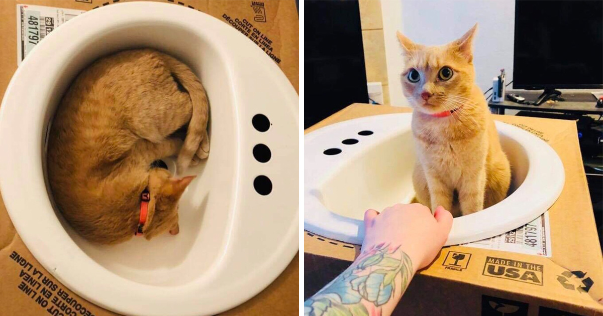 Cette chatte aime tellement les éviers que sa famille en a acheté un juste pour elle