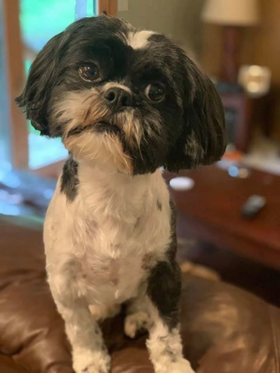 Ce chien refuse de manger tant que sa nourriture n’est pas « transformée » en nourriture humaine
