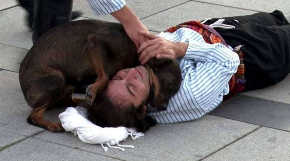 Un chien errant interrompt un spectacle pour aider un acteur qui fait semblant d’être blessé