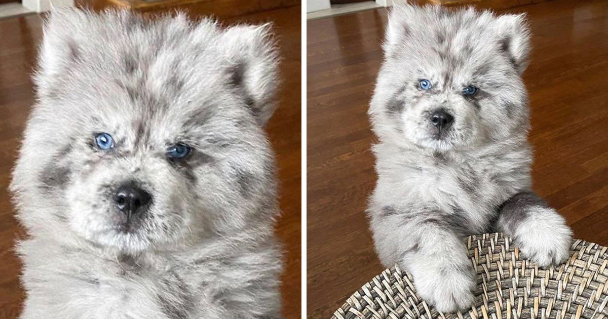 Ce Chiot Qui Est Devenu Viral Parce Qu Il Ressemblait A Un Nuage Oreo Est En Train De Devenir Le Chien De 40 Kilos Qu Il Etait Destine A Etre Ipnoze