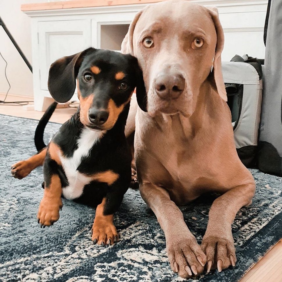Un chien a réussi à surmonter ses crises d’angoisse grâce à son propre chien de soutien