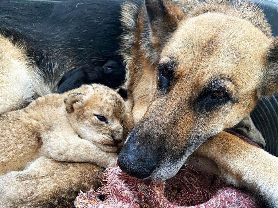 Une chienne berger allemand élève deux lionceaux après que leur mère  biologique les ait rejetés - ipnoze