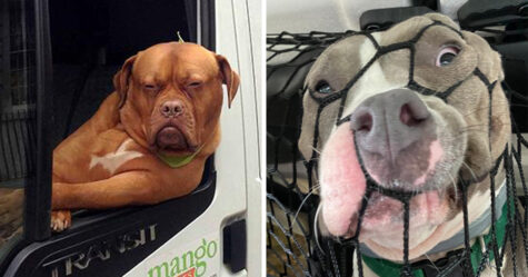 Ces chiens ont agi de manière si ridicule en voiture que leurs propriétaires n’ont pu s’empêcher de prendre un cliché
