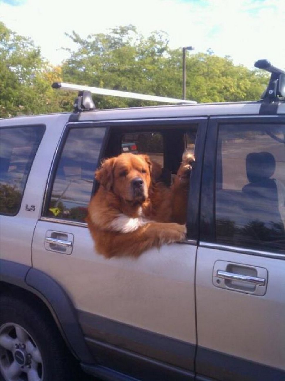 Ces chiens ont agi de manière si ridicule en voiture que leurs propriétaires n’ont pu s’empêcher de prendre un cliché