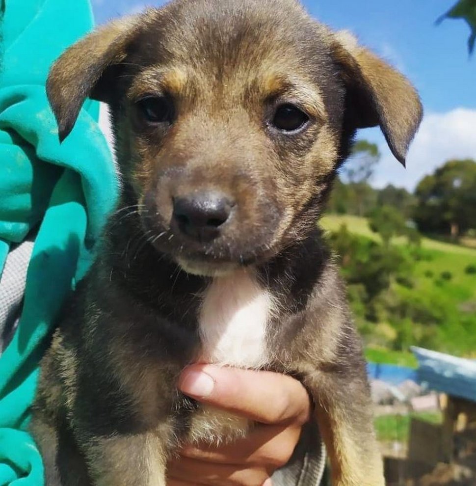 Des photos déchirantes montrent un chiot en smoking attendant ses nouveaux propriétaires qui ne se sont jamais présentés