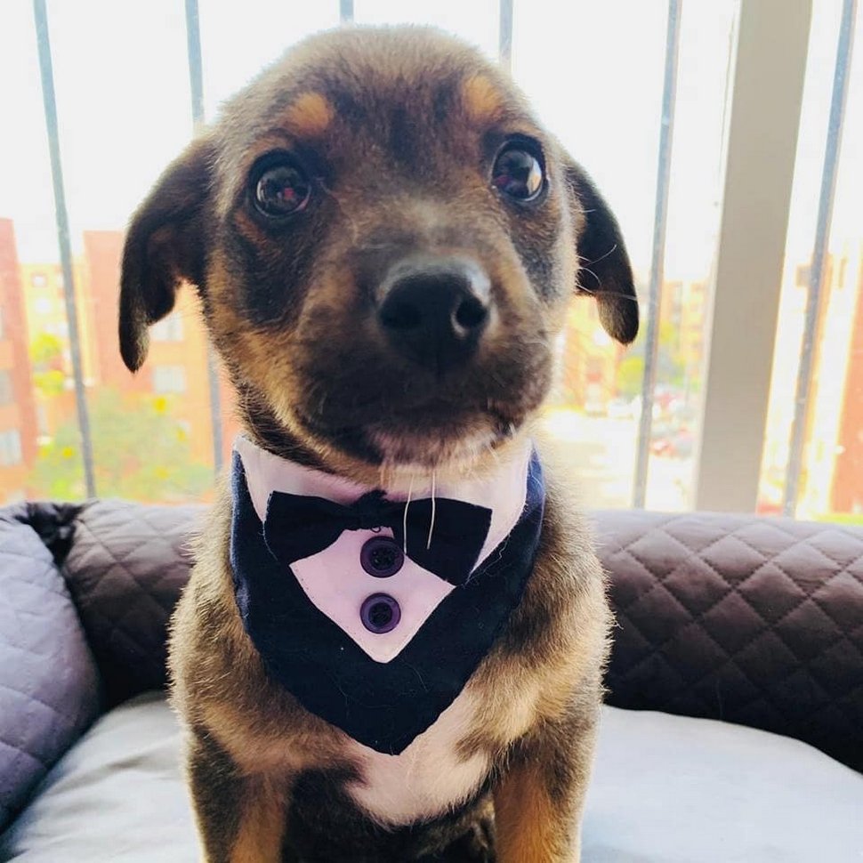 Des photos déchirantes montrent un chiot en smoking attendant ses nouveaux propriétaires qui ne se sont jamais présentés