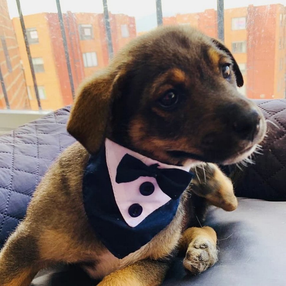 Des photos déchirantes montrent un chiot en smoking attendant ses nouveaux propriétaires qui ne se sont jamais présentés