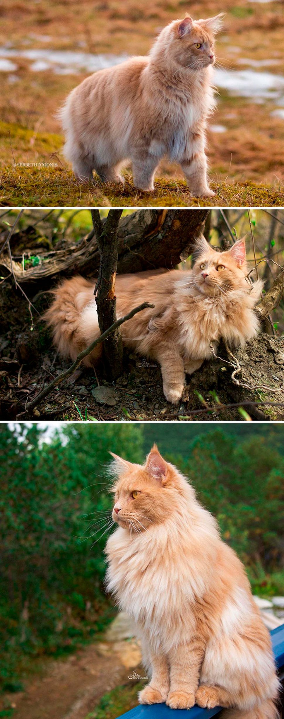 Ces Maine Coons Majestueux Montrent A Quel Point Cette Race De Chat Est Unique Ipnoze Ces Maine Coons Majestueux Montrent A Quel Point Cette Race De Chat Est Unique Ipnoze