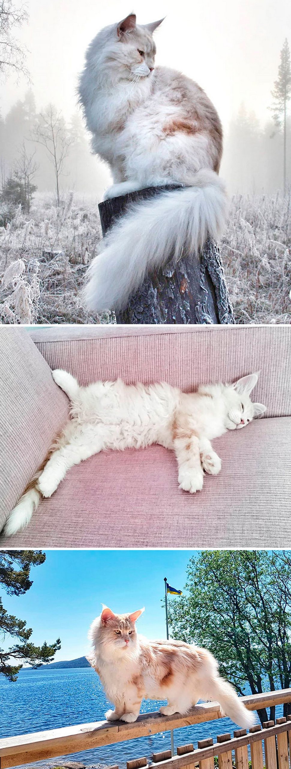 Ces Maine Coons Majestueux Montrent A Quel Point Cette Race De Chat Est Unique Ipnoze