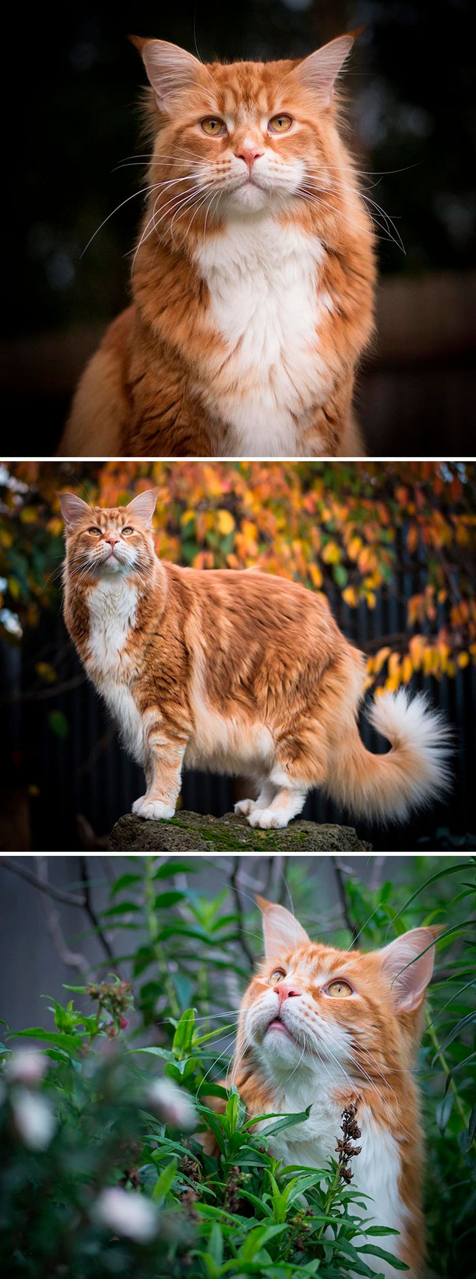 Ces Maine Coons Majestueux Montrent A Quel Point Cette Race De Chat Est Unique Ipnoze Ces Maine Coons Majestueux Montrent A Quel Point Cette Race De Chat Est Unique Ipnoze