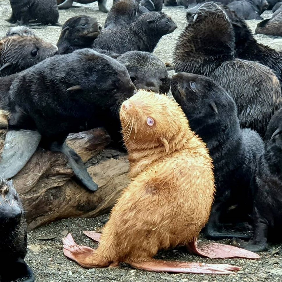 Une rare otarie rousse pourrait devoir être secourue après avoir été rejetée par sa colonie