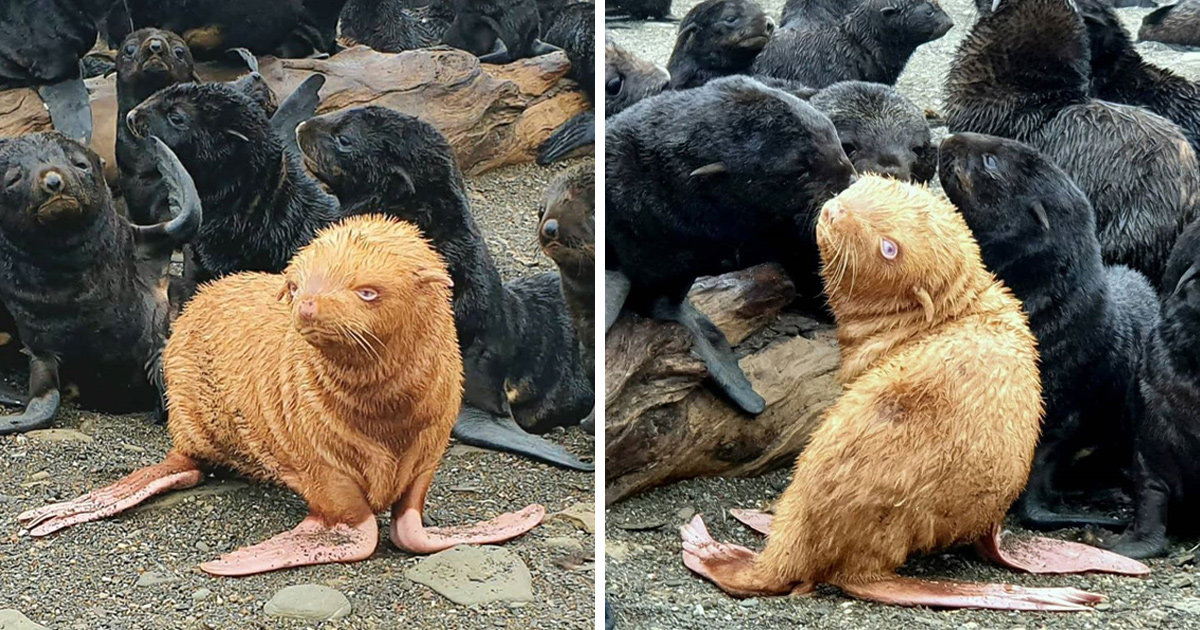 Une Rare Otarie Rousse Pourrait Devoir Etre Secourue Apres Avoir Ete Rejetee Par Sa Colonie Ipnoze