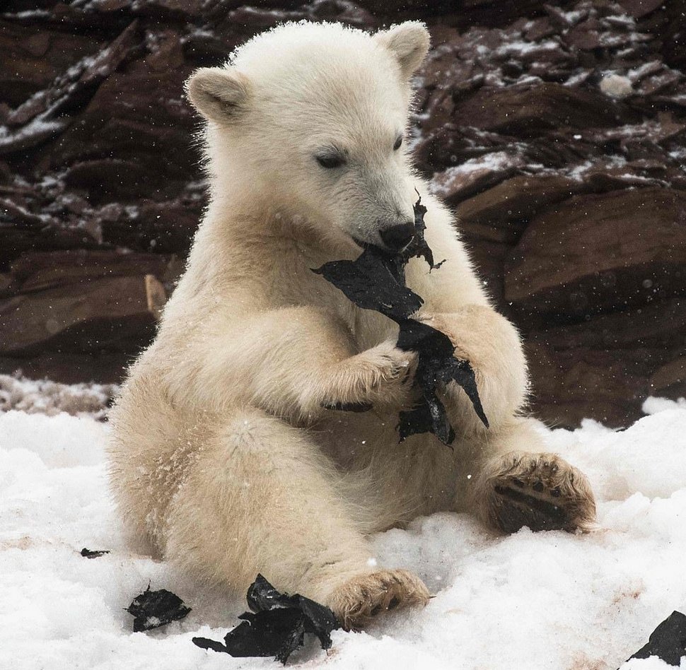 Des clichés déchirants montrent des ours polaires affamés qui mâchent un sac en plastique