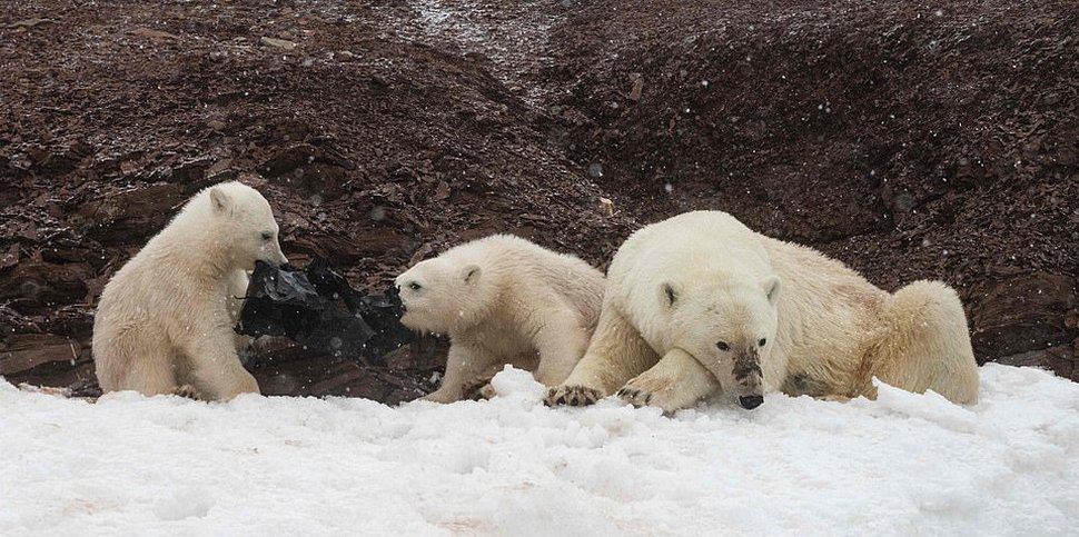 Des clichés déchirants montrent des ours polaires affamés qui mâchent un sac en plastique