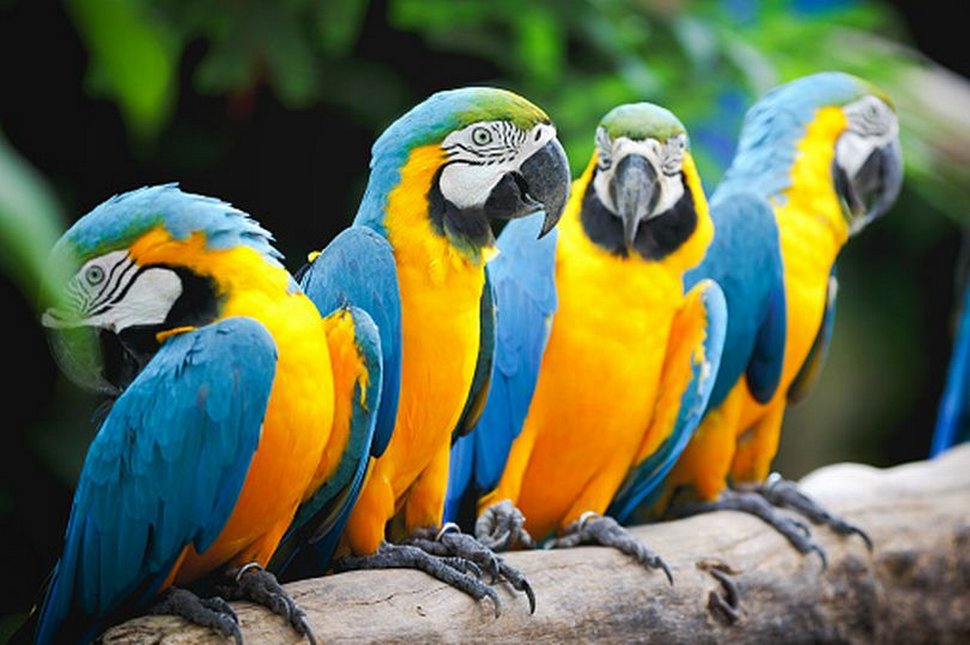 Des perroquets ont dû être retirés d’un parc animalier lorsqu’ils ont commencé à insulter les visiteurs