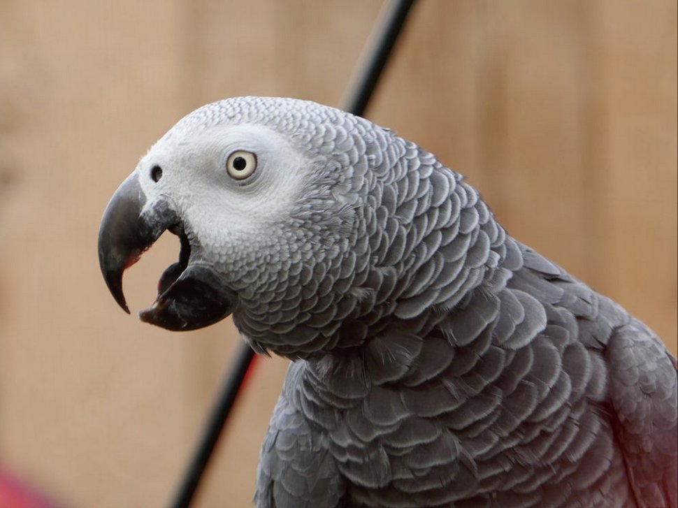 Des perroquets ont dû être retirés d’un parc animalier lorsqu’ils ont commencé à insulter les visiteurs