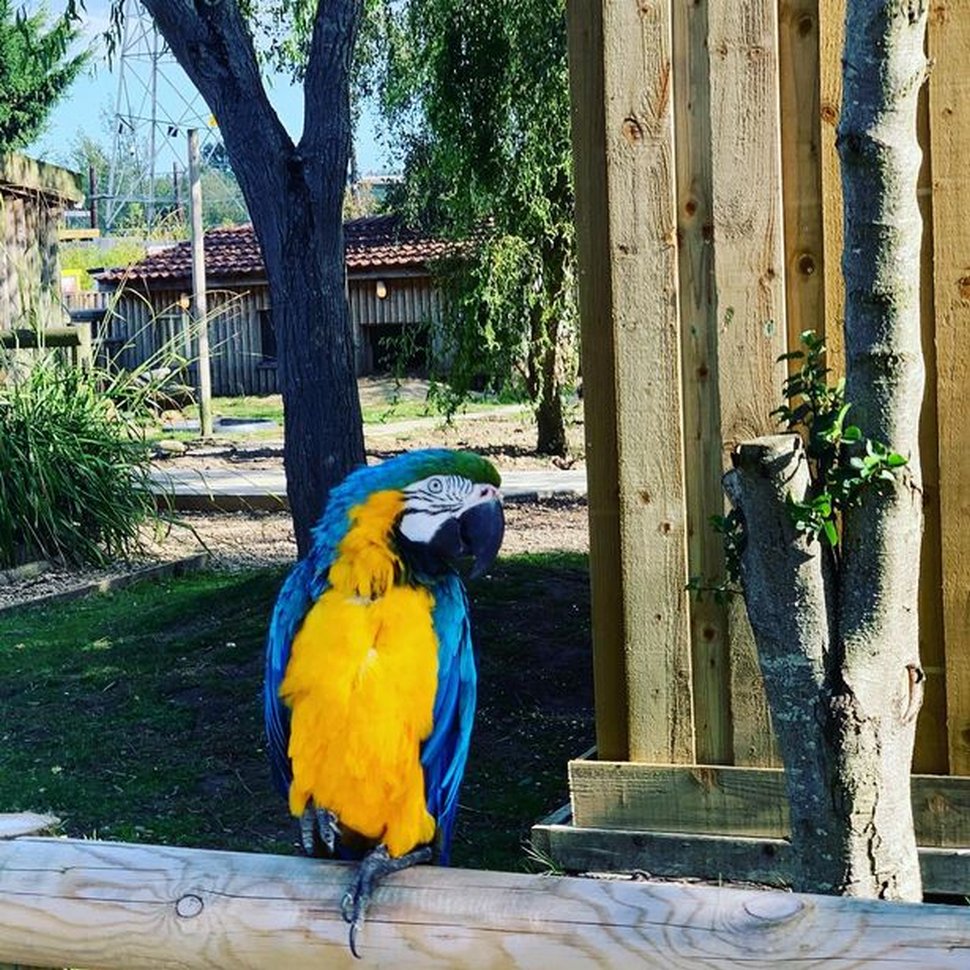 Des perroquets ont dû être retirés d’un parc animalier lorsqu’ils ont commencé à insulter les visiteurs