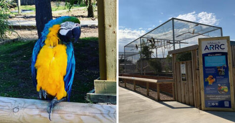 Des perroquets ont dû être retirés d’un parc animalier lorsqu’ils ont commencé à insulter les visiteurs