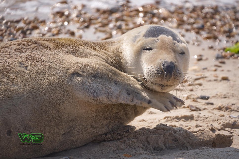 Ce phoque sauvage est tellement sociable qu’il se fait un tas d’amis humains à la plage