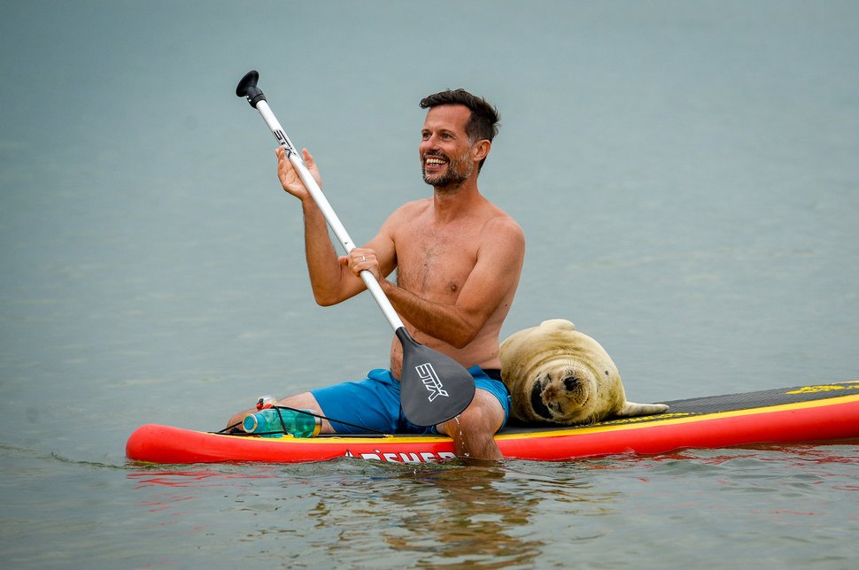 Ce phoque sauvage est tellement sociable qu’il se fait un tas d’amis humains à la plage