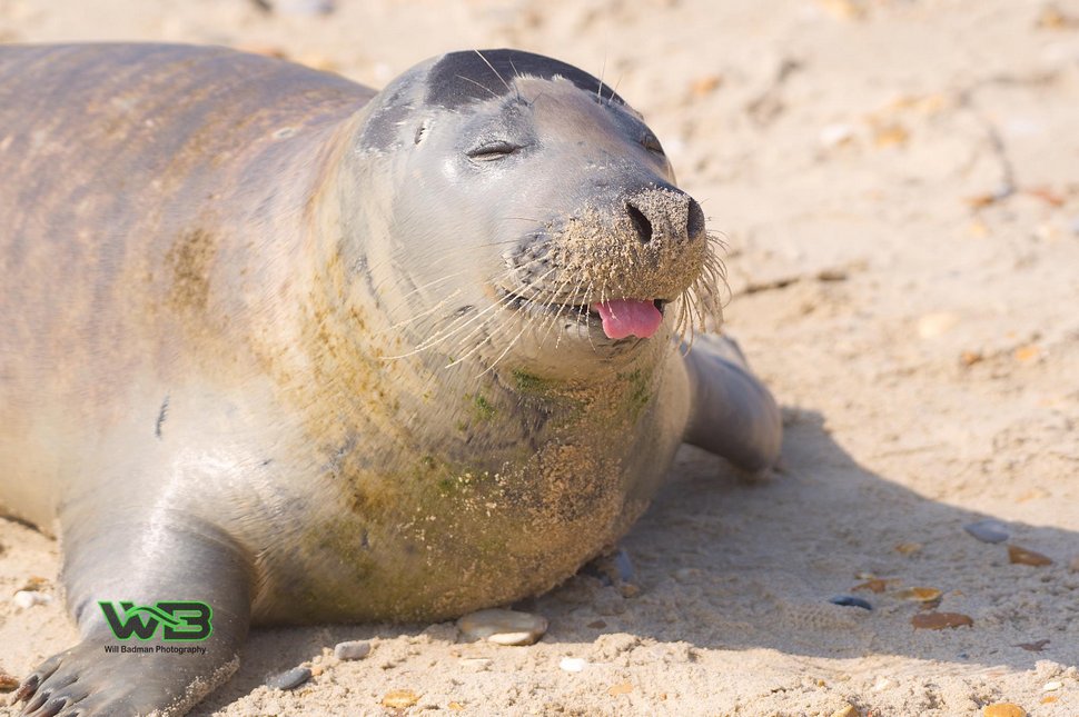 Ce phoque sauvage est tellement sociable qu’il se fait un tas d’amis humains à la plage