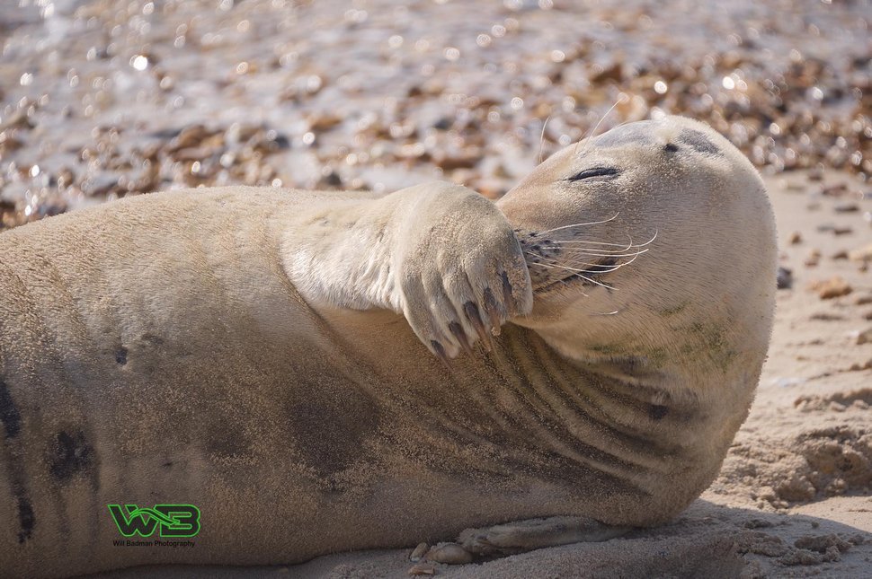 Ce phoque sauvage est tellement sociable qu’il se fait un tas d’amis humains à la plage