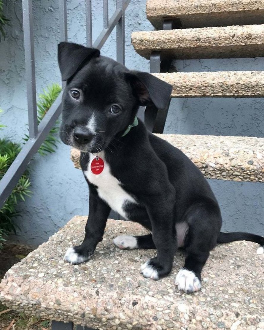 Ces Pitbulls Se Sont Croises A D Autres Races Et Le Resultat Est Formidable Ipnoze Ces Pitbulls Se Sont Croises A D Autres Races Et Le Resultat Est Formidable Ipnoze