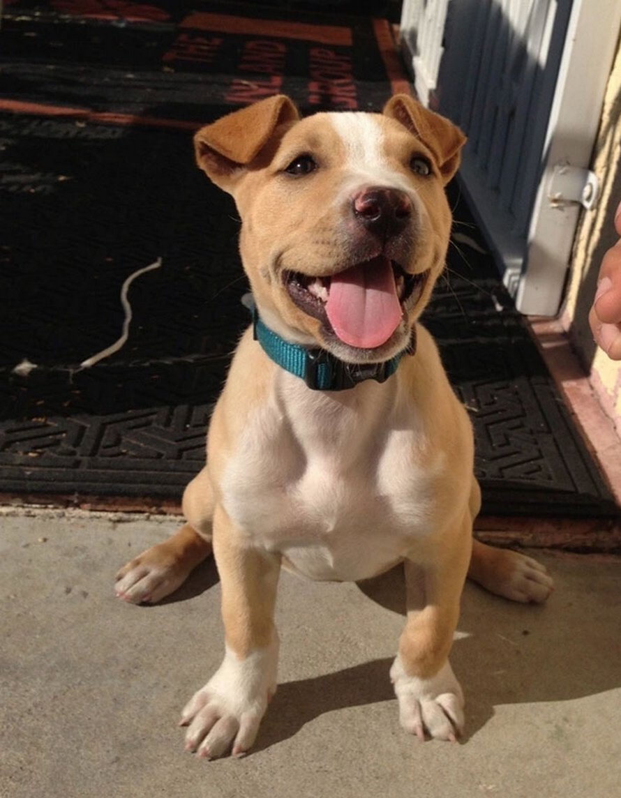 Ces Pitbulls Se Sont Croises A D Autres Races Et Le Resultat Est Formidable Ipnoze Ces Pitbulls Se Sont Croises A D Autres Races Et Le Resultat Est Formidable Ipnoze