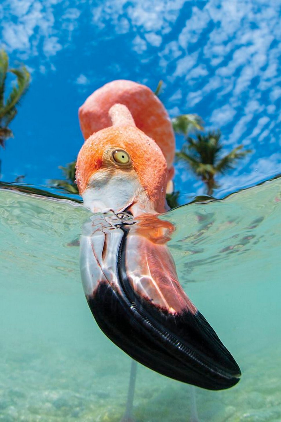 Les 22 plus belles photos sous-marines de 2020 viennent d’être annoncées ! Par Janvier Doyon Plus-belles-photos-sous-marines-2020-scuba-diving-magazine-008