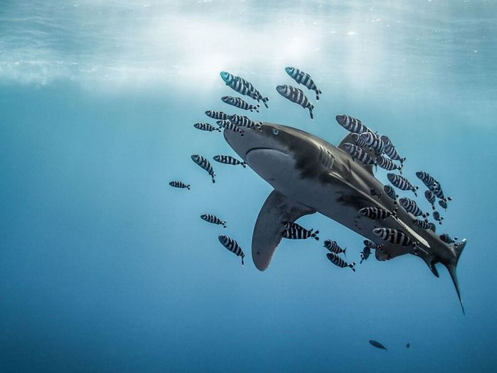 Les 22 plus belles photos sous-marines de 2020 viennent d’être annoncées