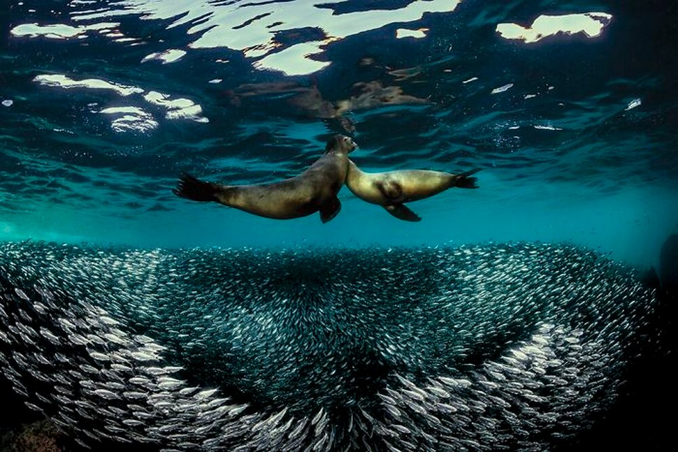 Les 22 plus belles photos sous-marines de 2020 viennent d’être annoncées ! Par Janvier Doyon Plus-belles-photos-sous-marines-2020-scuba-diving-magazine-024