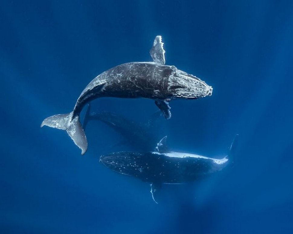 Les 22 plus belles photos sous-marines de 2020 viennent d’être annoncées