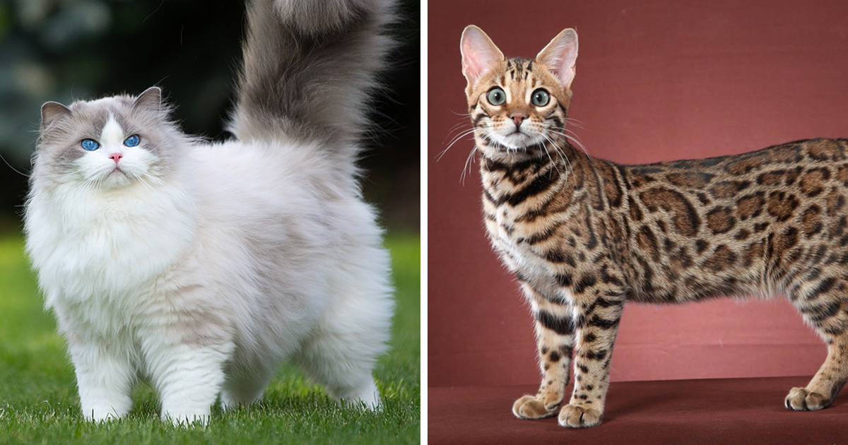 Voici certaines des races de chats les plus populaires et leurs origines