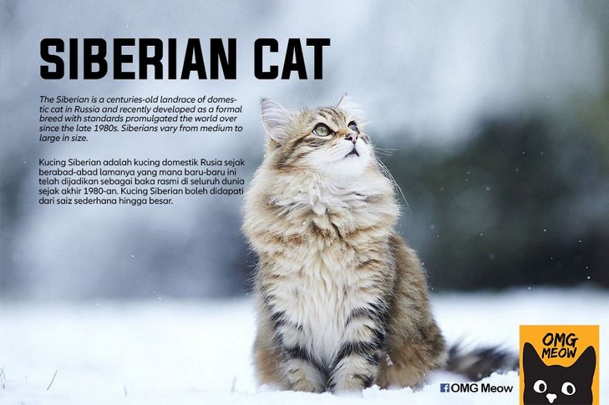 Voici certaines des races de chats les plus populaires et leurs origines