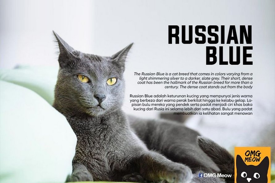 Voici certaines des races de chats les plus populaires et leurs origines