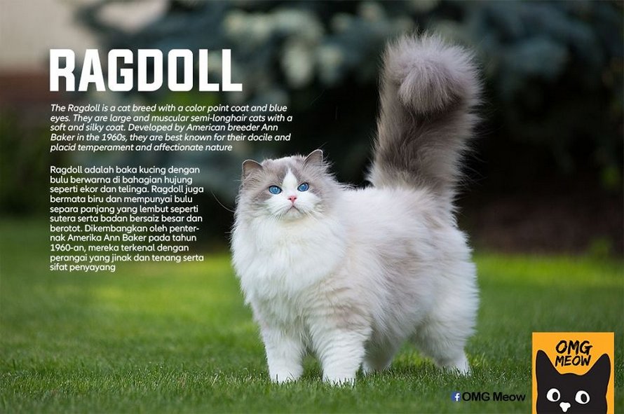 Voici certaines des races de chats les plus populaires et leurs origines