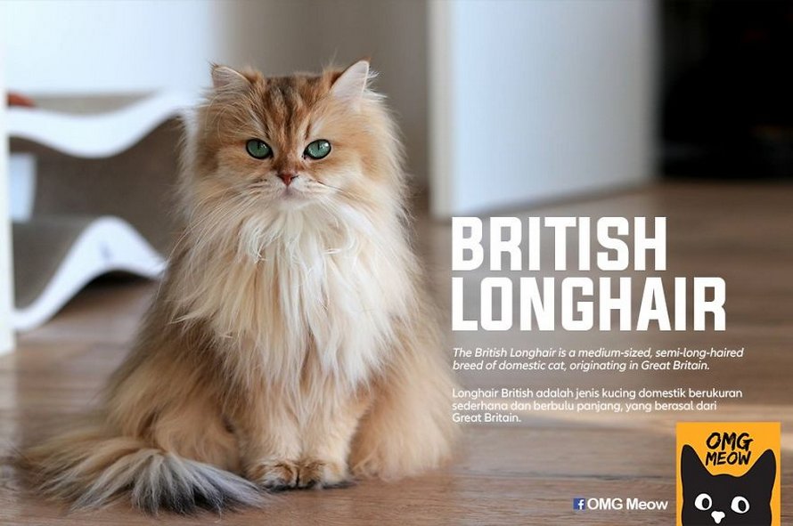 Voici Certaines Des Races De Chats Les Plus Populaires Et Leurs Origines Ipnoze