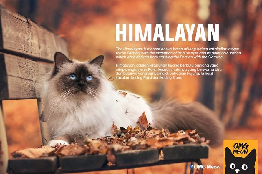 Voici certaines des races de chats les plus populaires et leurs origines