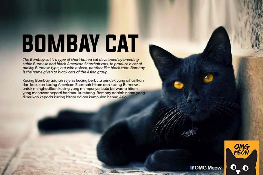Voici Certaines Des Races De Chats Les Plus Populaires Et Leurs Origines Ipnoze